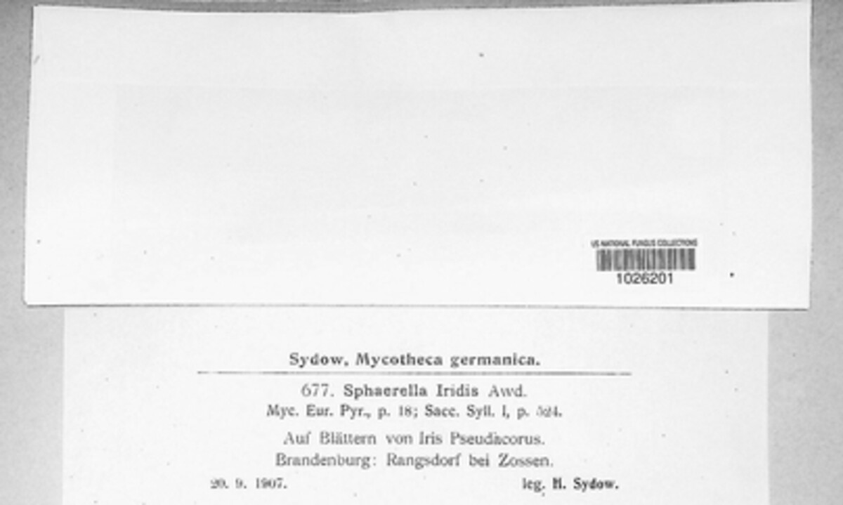 Rachicladosporium iridis image